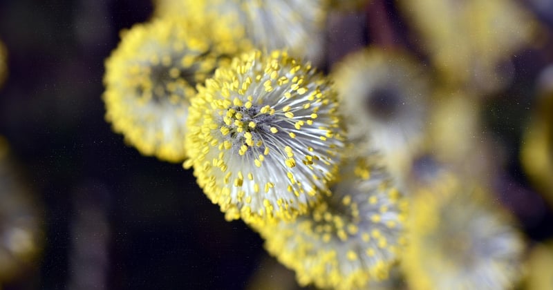Allergies aux pollens d'arbres à Augusta : prévention et solutions efficaces