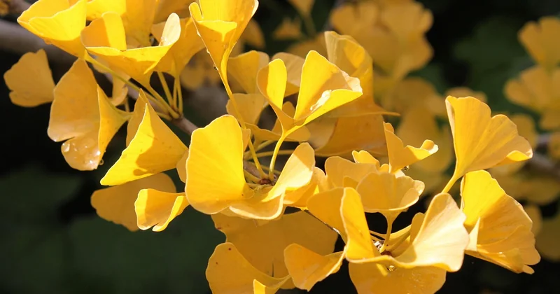 Le ginkgo biloba : un arbre pour la circulation, avec des preuves contrastées