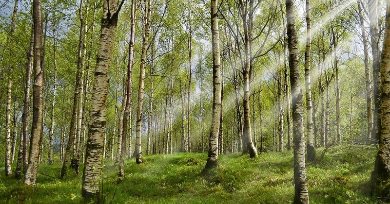 Pourquoi les allergies saisonnières débutent plus tôt chaque année